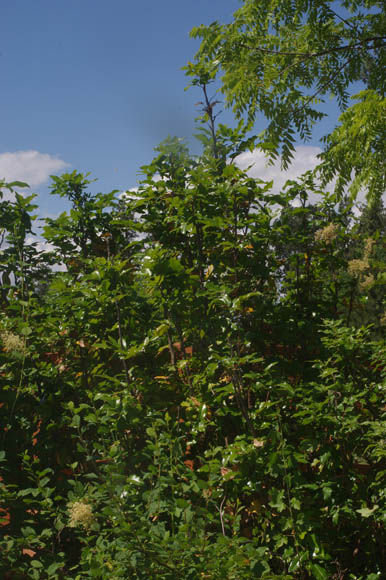 Berberis aquifolium Pursh